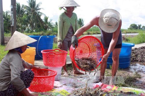 Tôm Việt vào Mỹ bị đánh thuế cao hơn